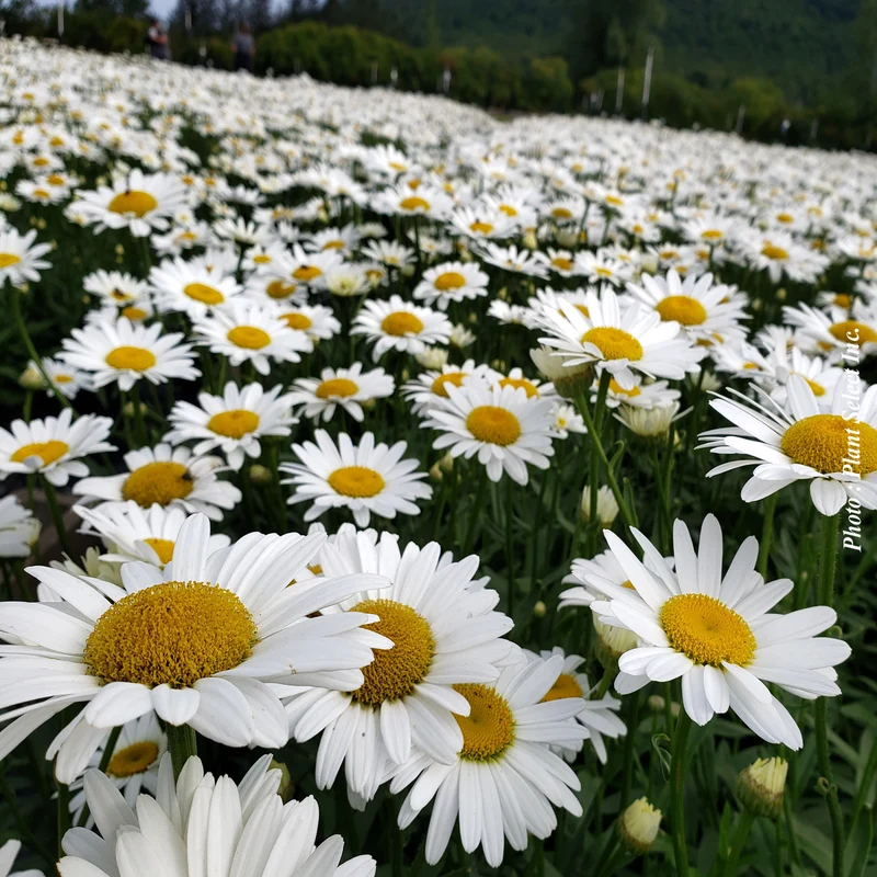 Chrysanthème ‘Becky’ (Chrysanthemum superbum 'Becky')