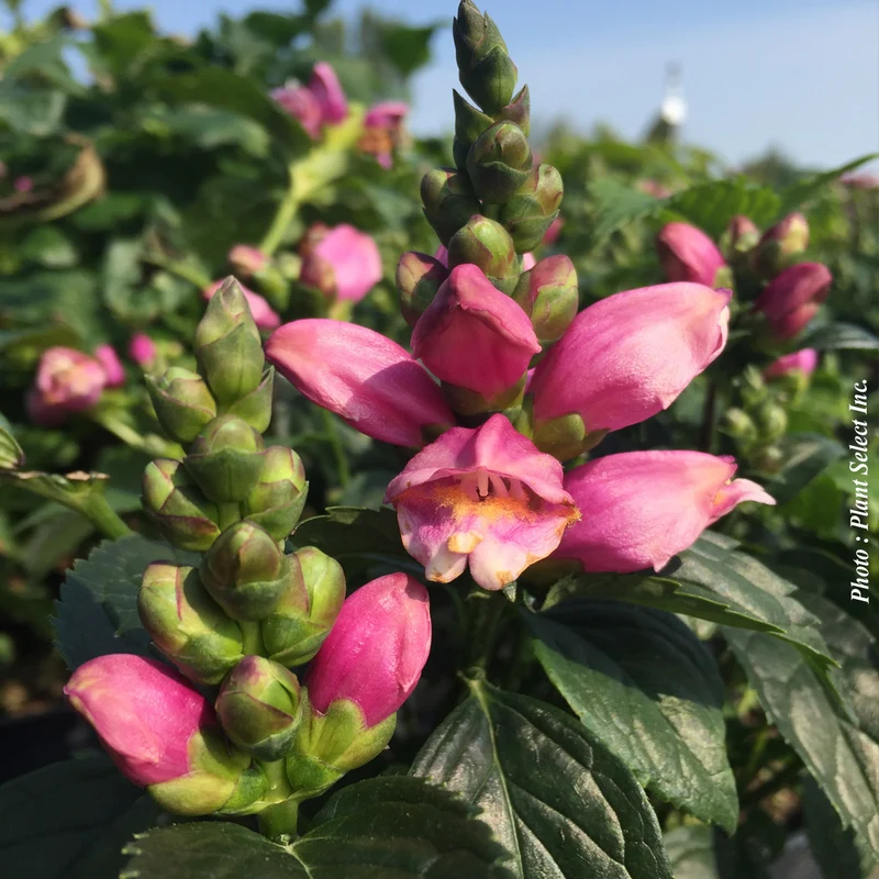 Galane ‘Tiny Tortuga’ (Chelone 'Tiny Tortuga')