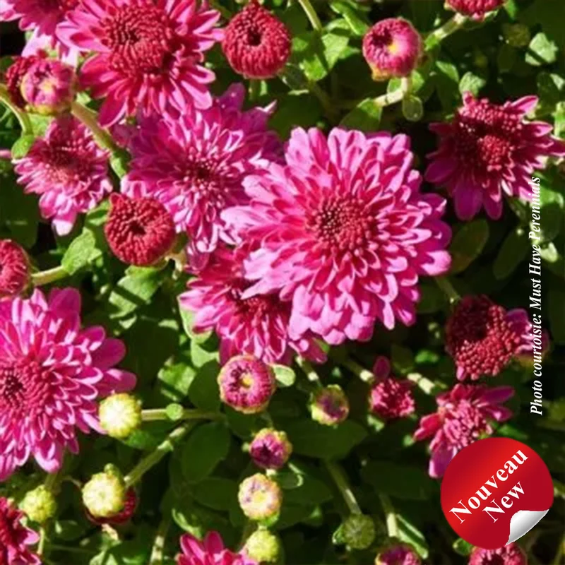 Chrysanthème ‘Ice Pink Igloo’ (Chrysanthemum 'Ice Pink Igloo')