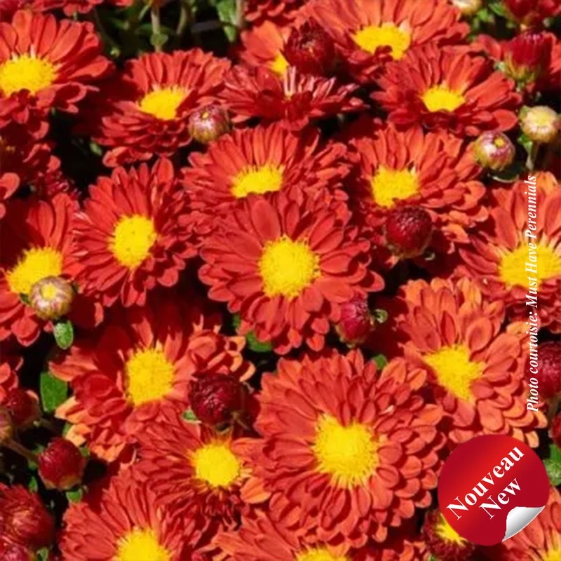 Chrysanthème ‘Firedance Igloo’ (Chrysanthemum 'Firedance Igloo')