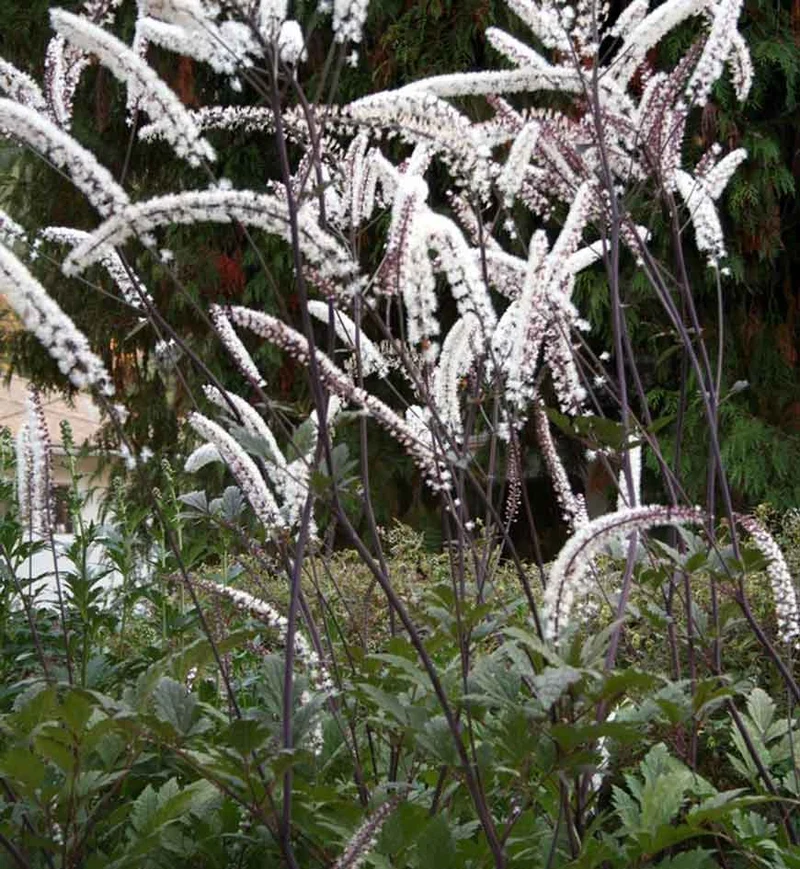 Actée ‘Atropurpurea’ (Cimicifuga simplex 'Atropurpurea')
