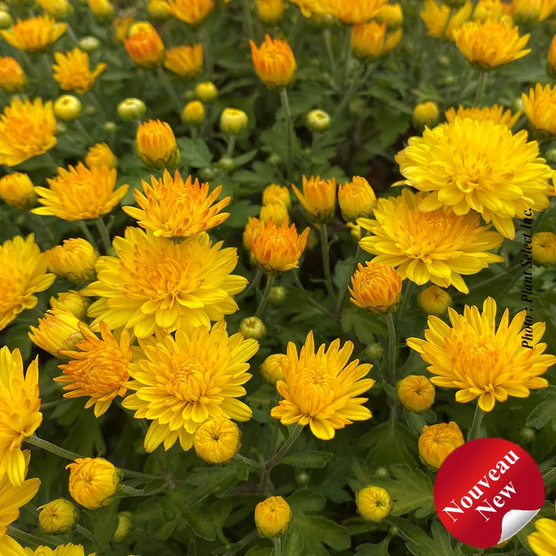 Chrysanthème ‘Sunny Igloo’ (Chrysanthemum 'Sunny Igloo')