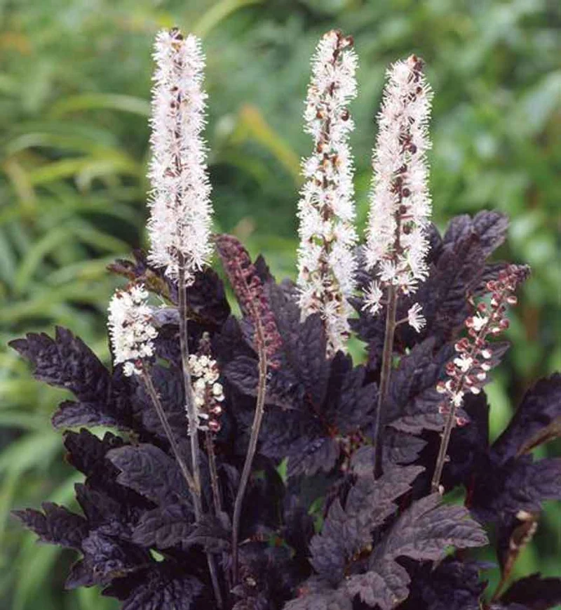Actée ‘Brunette’ (Cimicifuga ramosa 'Brunette')
