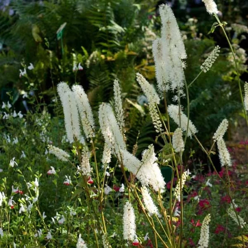 Actée ‘White Pearl’ (Cimicifuga 'White Pearl')