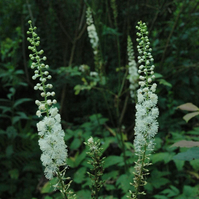 Actée racemosa (Cimicifuga racemosa)