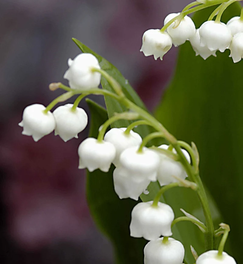 Muguet majalis (Convallaria majalis)