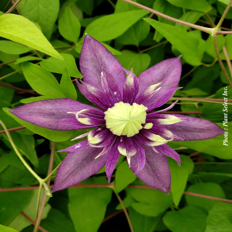Clématite ‘Taiga’ (Clematis 'Taiga')