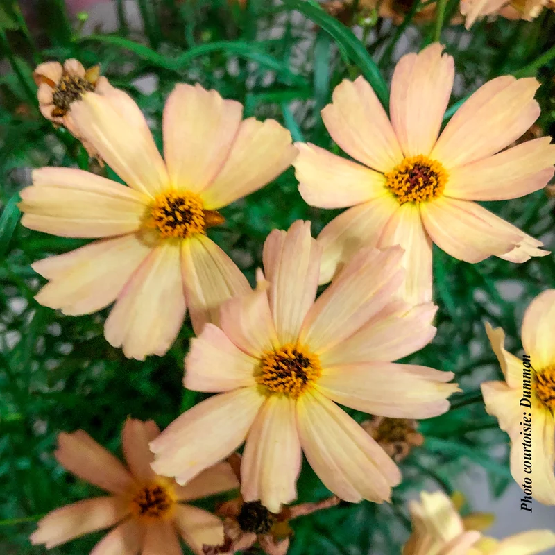 Coréopsis ‘Fall Sensation Sandstone’ (Coreopsis Fall Sensation™ Sandstone)