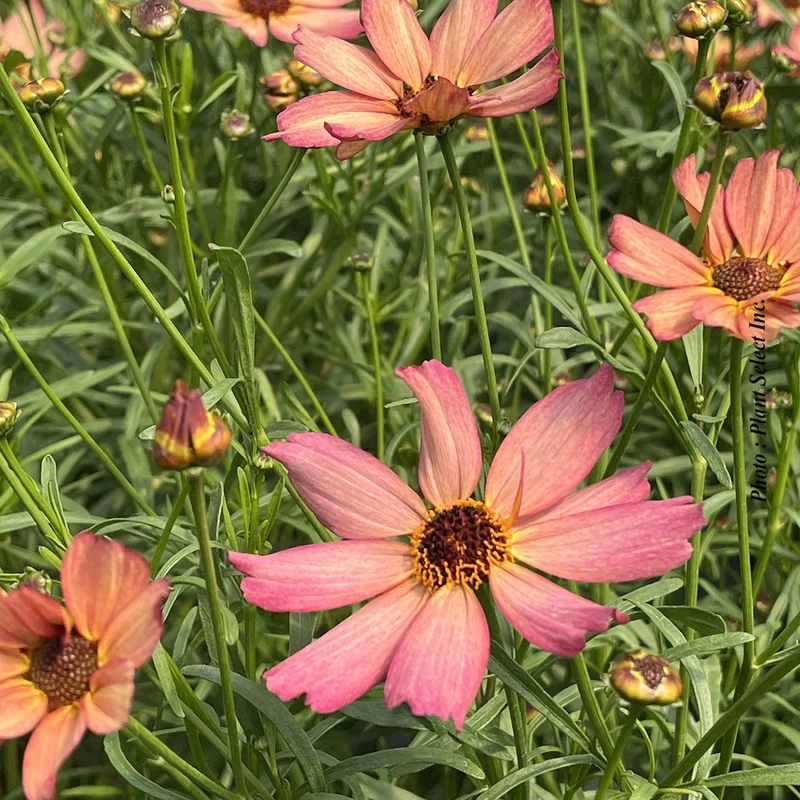 Coréopsis ‘Fall Sensation Quartz’ (Coreopsis Fall Sensation™ Quartz)