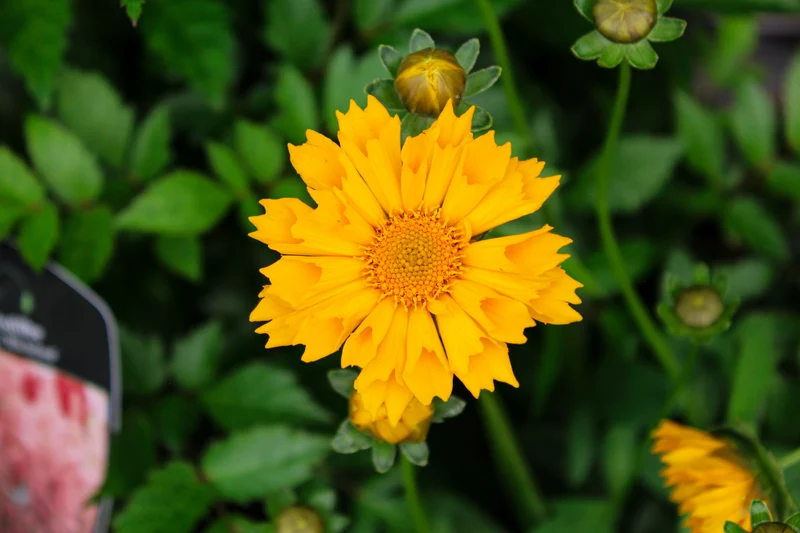 Coréopsis ‘Jethro Tull’ (Coreopsis 'Jethro Tull')
