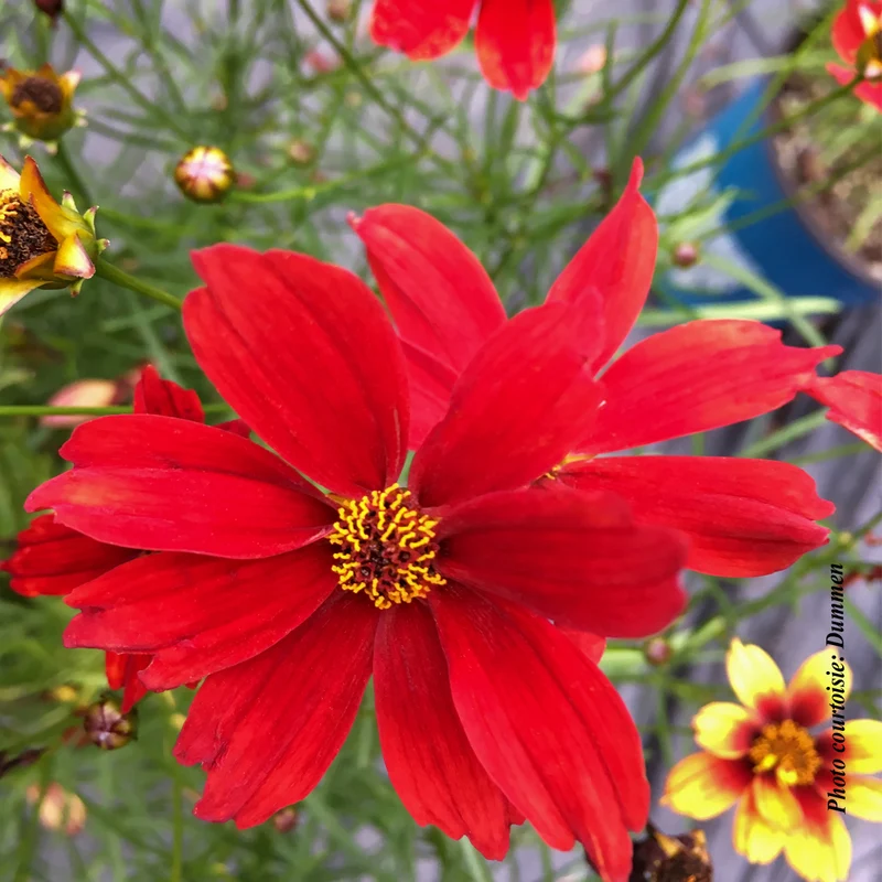 Coréopsis ‘Fall Sensation Vermillion’ (Coreopsis Fall Sensation™ Vermillion)