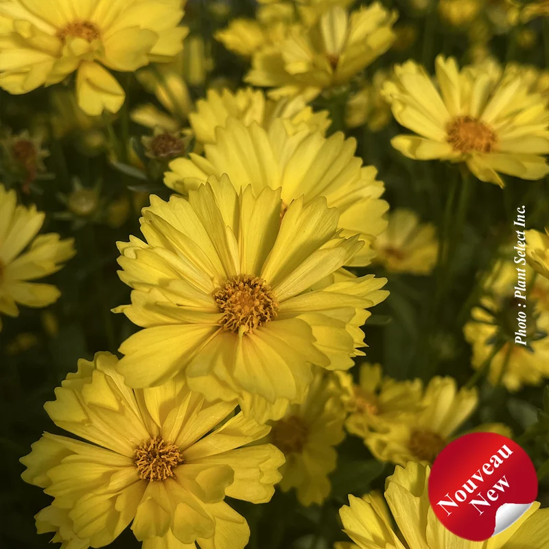 Coréopsis ‘Leading Lady Sophia’ (Coreopsis Leading Lady™ 'Sophia')