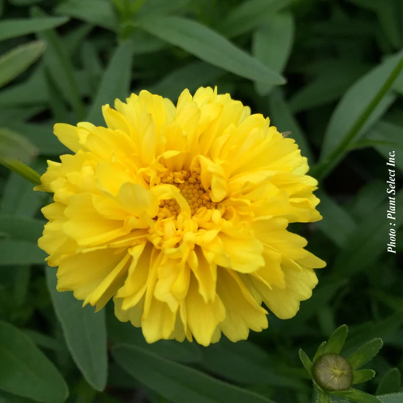 Coréopsis ‘Leading Lady Charlize’ (Coreopsis Leading Lady™ 'Charlize')