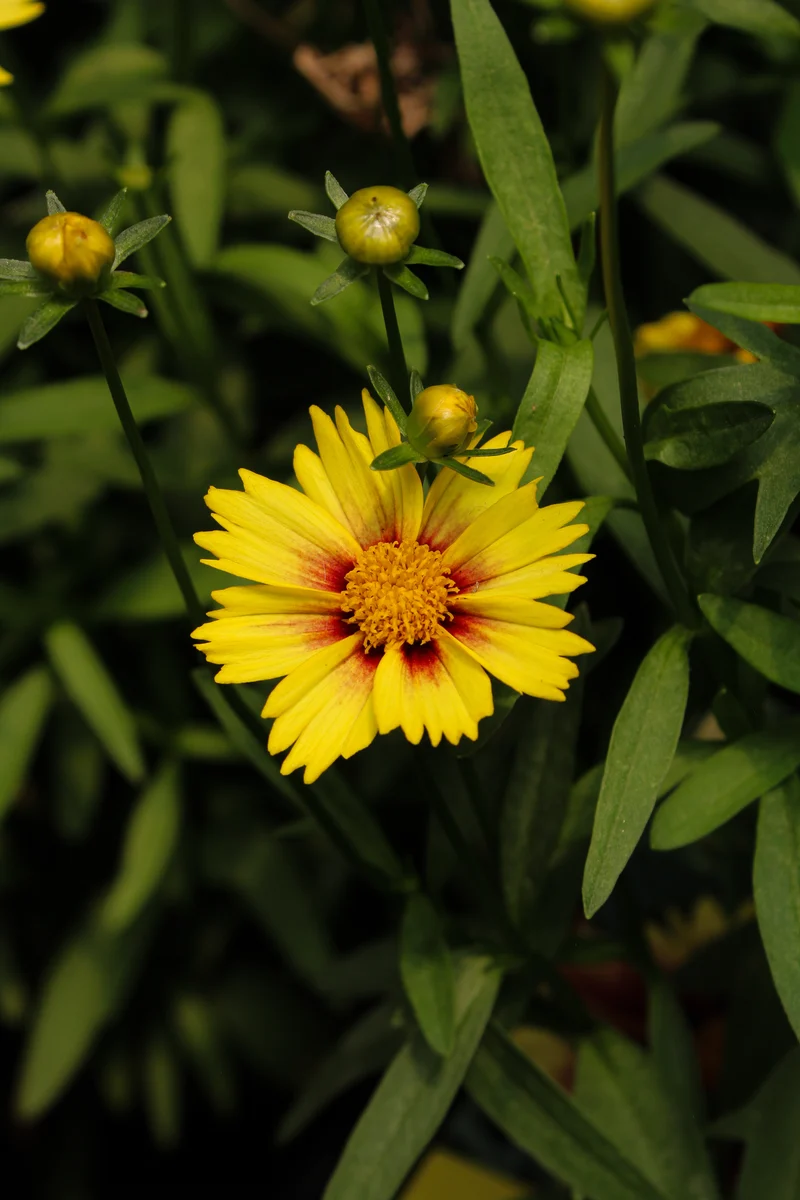Coréopsis ‘Li'l Bang Enchanted Eve’ (Coreopsis Li'l Bang™ 'Enchanted Eve')