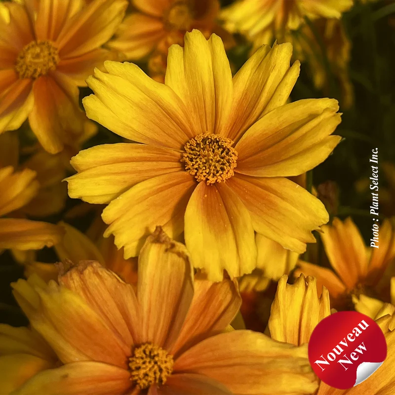 Coréopsis ‘Li'l Bang Darling Clementine’ (Coreopsis Li'l Bang™ 'Darling Clementine')
