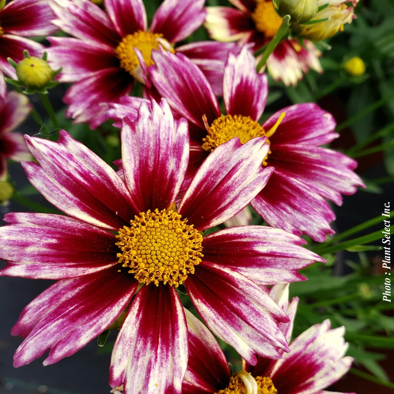 Coréopsis ‘Li'l Bang Starlight’ (Coreopsis Li'l Bang™ 'Starlight')