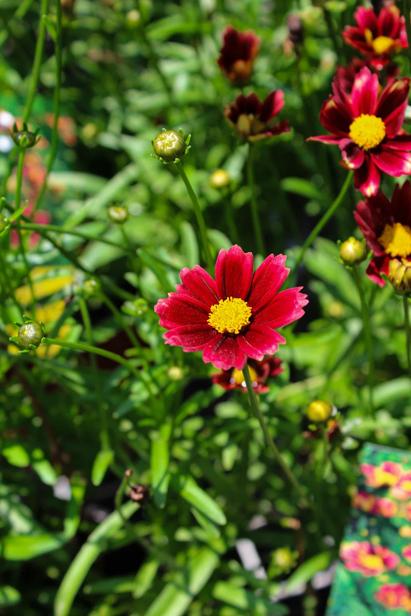 Coréopsis ‘Li'l Bang Red Elf’ (Coreopsis Li'l Bang™ 'Red Elf')