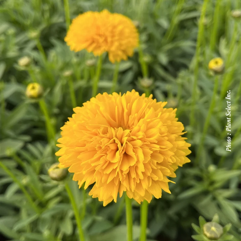 Coréopsis ‘Moonswirl’ (Coreopsis grandiflora 'Moonswirl')