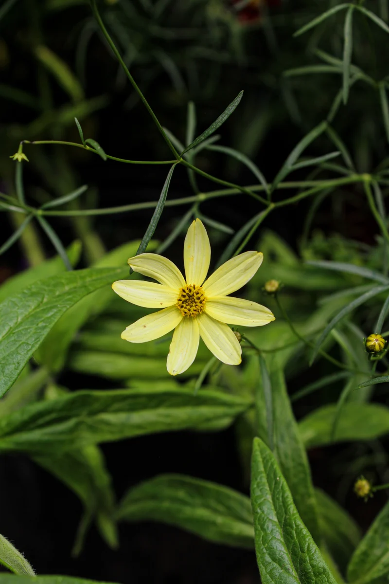 Coréopsis ‘Moonbeam’ (Coreopsis verticillata 'Moonbeam')
