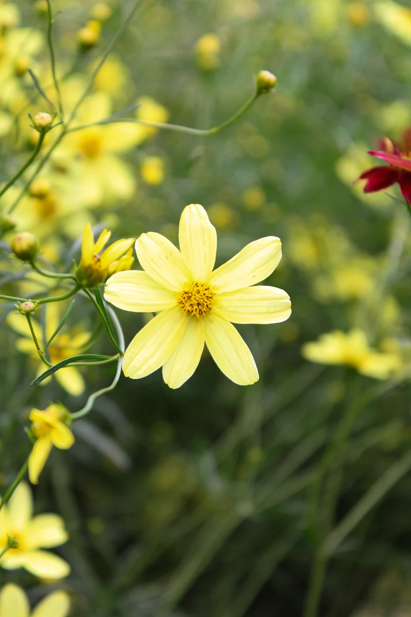 Coréopsis ‘Moonbeam’ (Coreopsis verticillata 'Moonbeam')