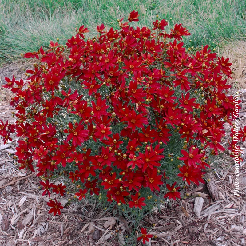 Coréopsis ‘Sizzle and Spice Hot Paprika’ (Coreopsis Sizzle and Spice™ 'Hot Paprika')