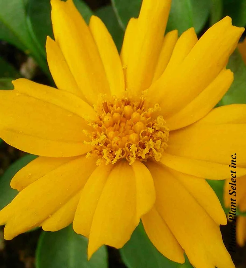 Coréopsis ‘Nana’ (Coreopsis auriculata 'Nana')
