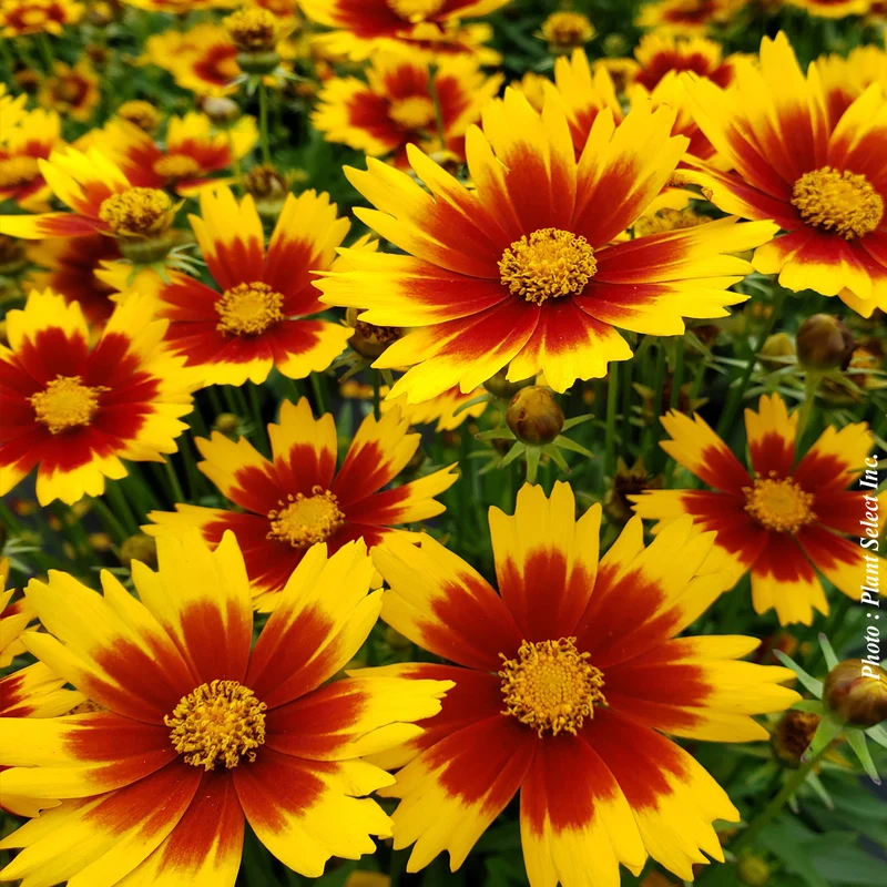 Coréopsis ‘Uptick Gold Bronze’ (Coreopsis Uptick™ Gold Bronze)