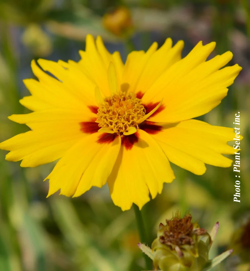 Coréopsis ‘Tequila Sunrise’ (Coreopsis 'Tequila Sunrise')