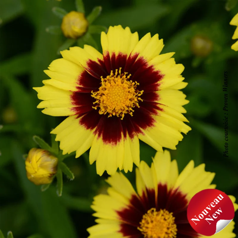 Coréopsis ‘Uptick Yellow and Red’ (Coreopsis Uptick™ Yellow and Red)
