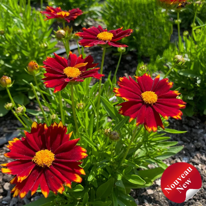 Coréopsis ‘Uptick Red’ (Coreopsis Uptick™ Red)