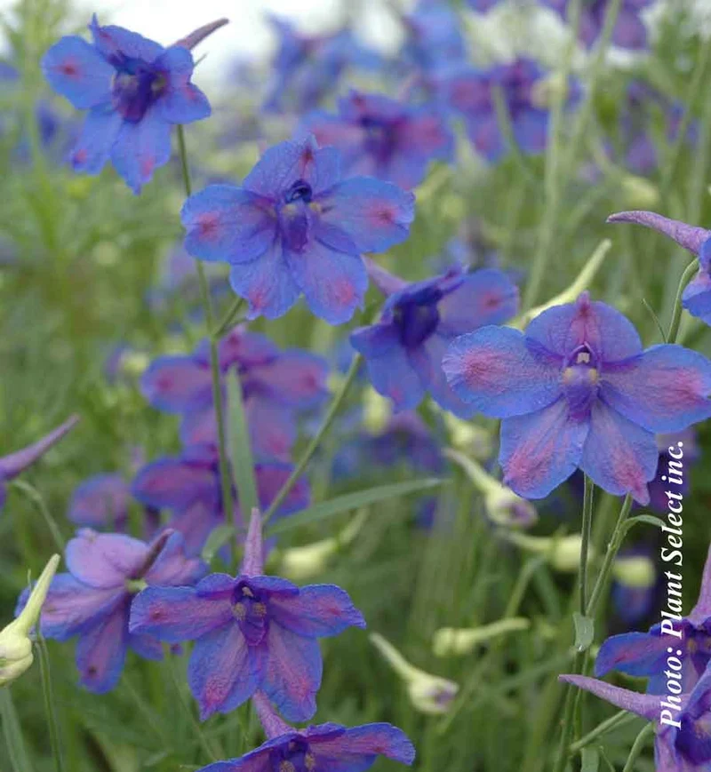 Pied-d’alouette ‘Blue Butterfly’ (Delphinium grandiflorum 'Blue Butterfly')