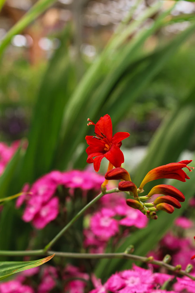 Crocosmie ‘Lucifer’ (Crocosmia 'Lucifer')