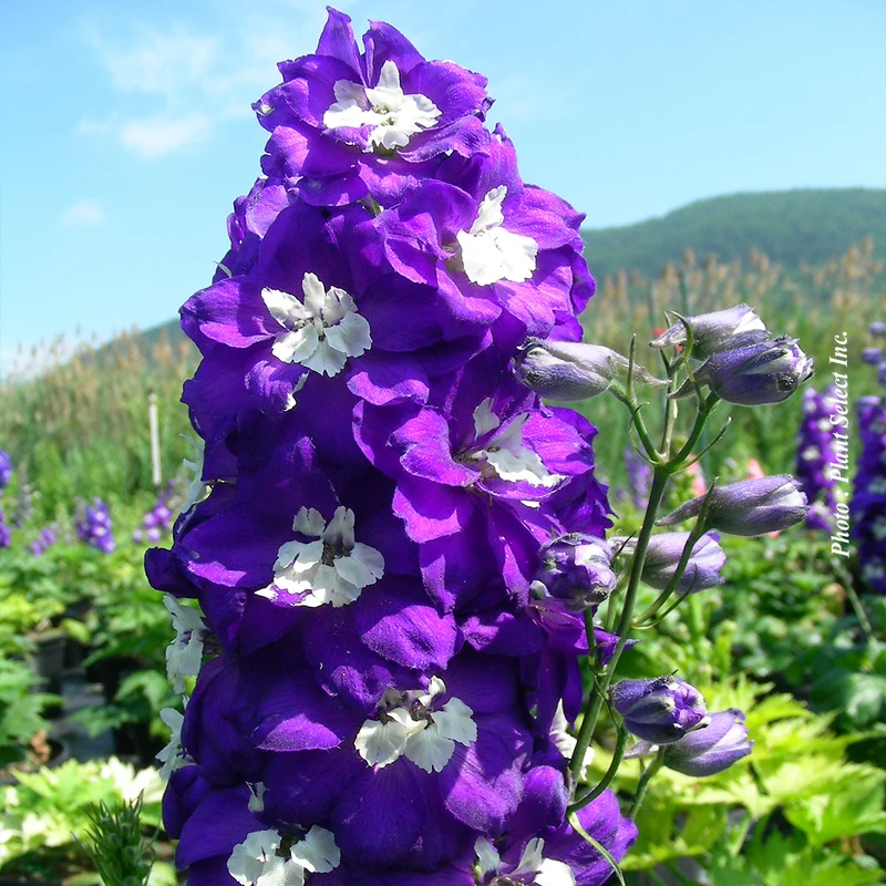 Pied-d’alouette ‘Dark Blue/White Bee’ (Delphinium 'Dark Blue/ White Bee' (m.f.))