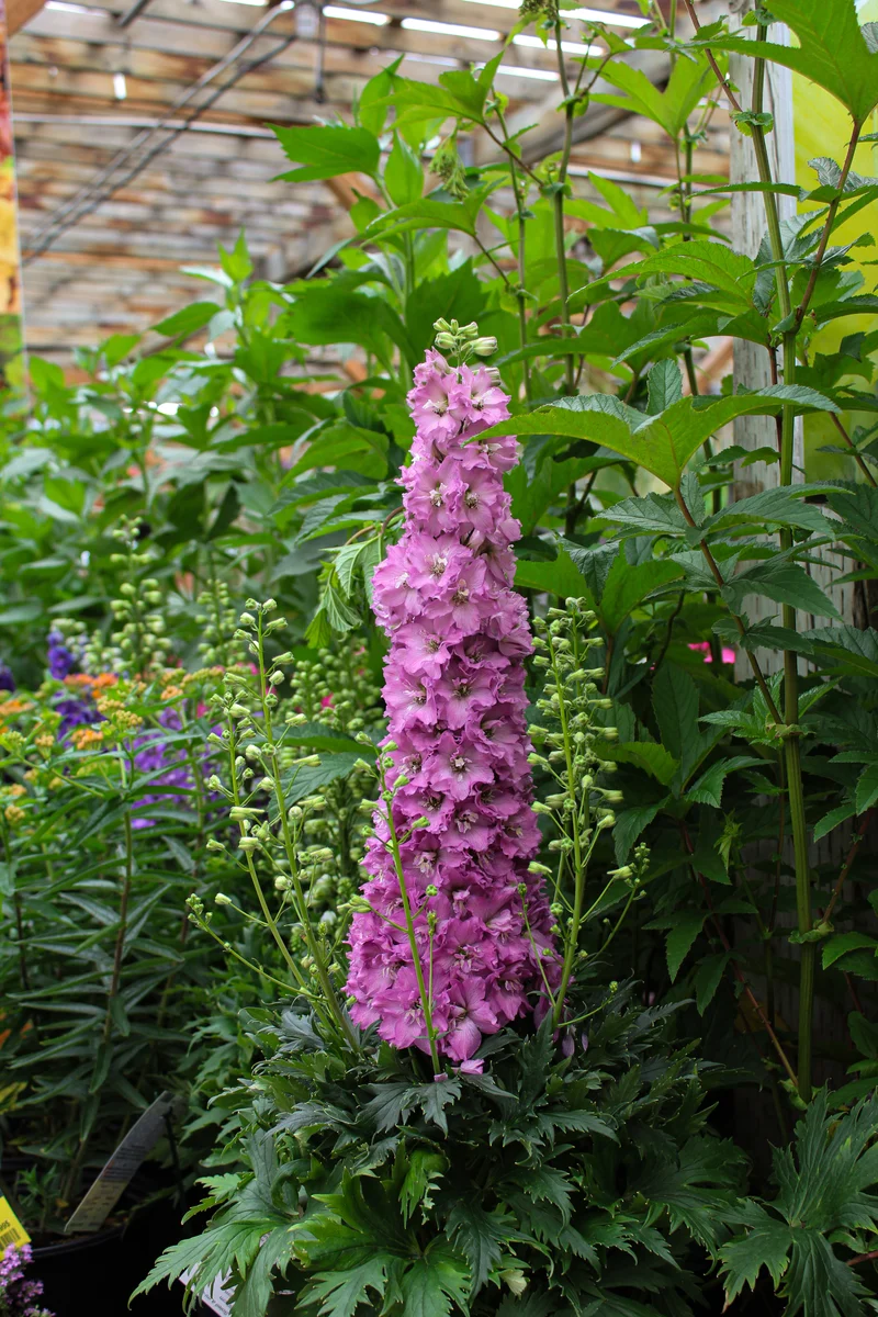 Pied-d’alouette ‘Delgenius Chantay’ (Delphinium Delgenius™ 'Chantay')