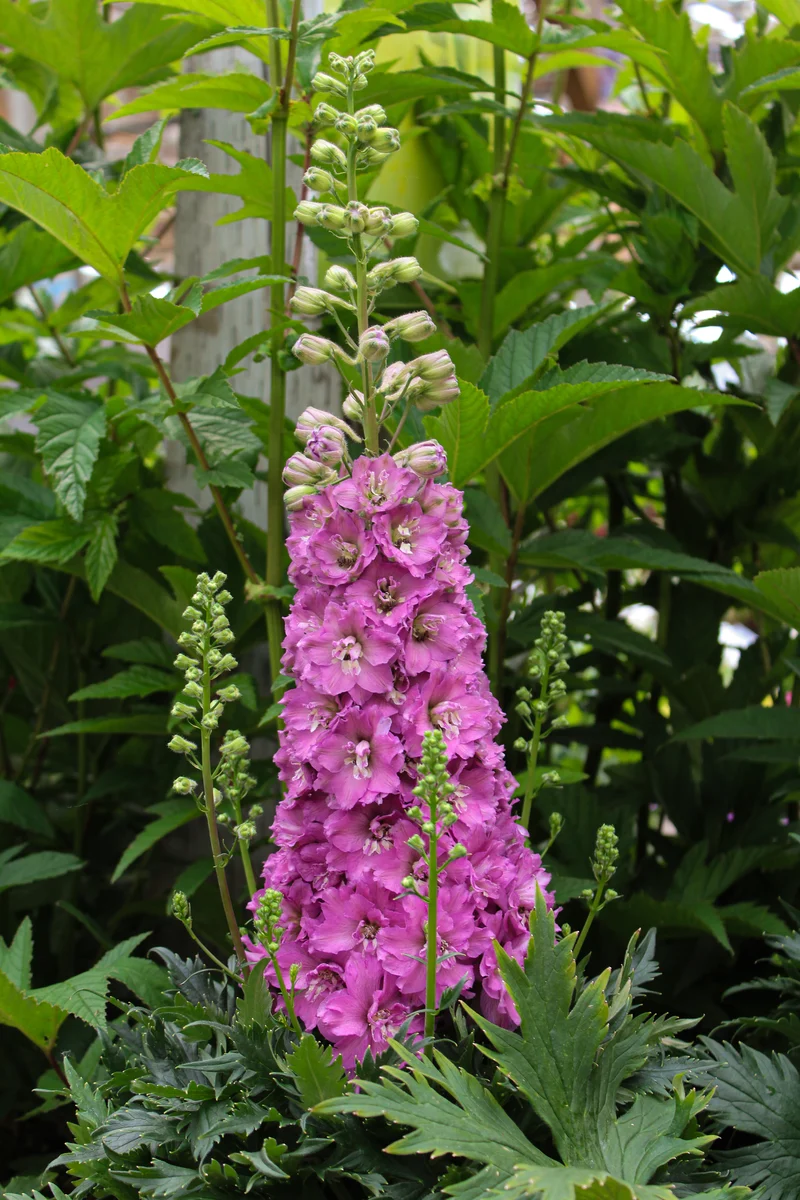 Pied-d’alouette ‘Delgenius Chantay’ (Delphinium Delgenius™ 'Chantay')