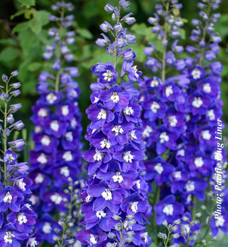 Pied-d’alouette ‘Delgenius Blue Fabulosa’ (Delphinium Delgenius™ 'Blue Fabulosa')