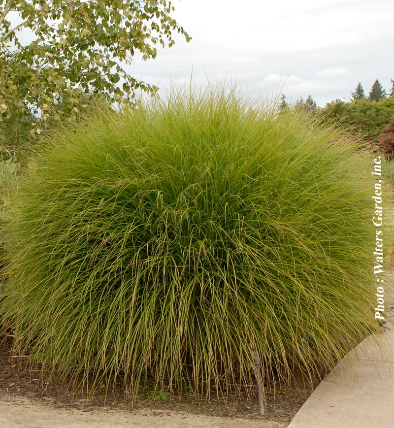 Miscanthus 'Gracillimus' (sin.)
