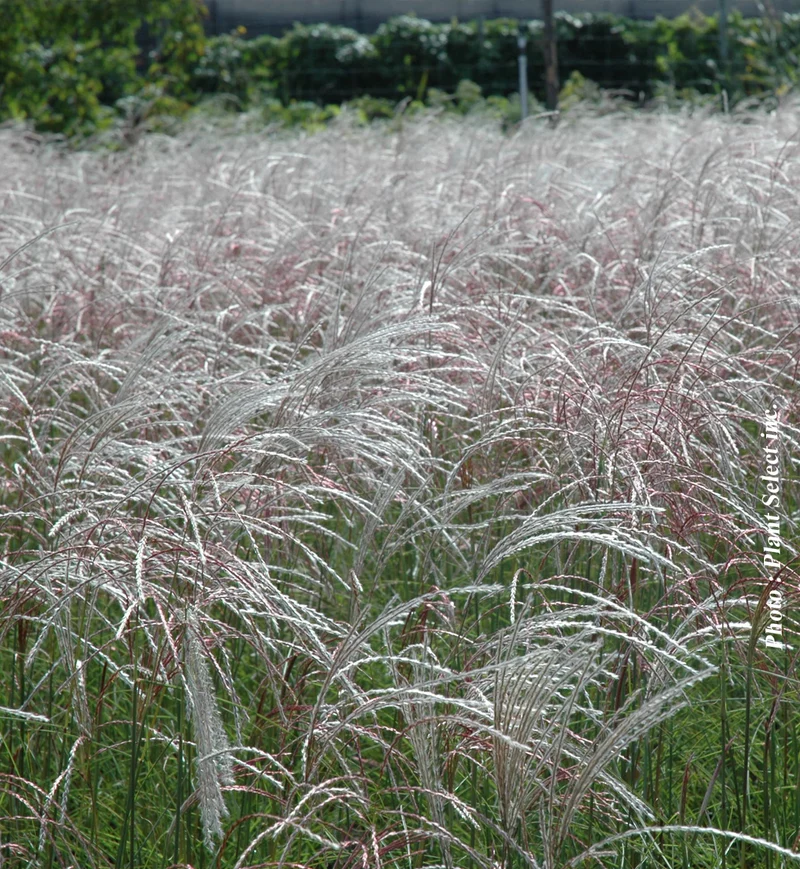 Miscanthus 'Kleine Fountain' (sin.)
