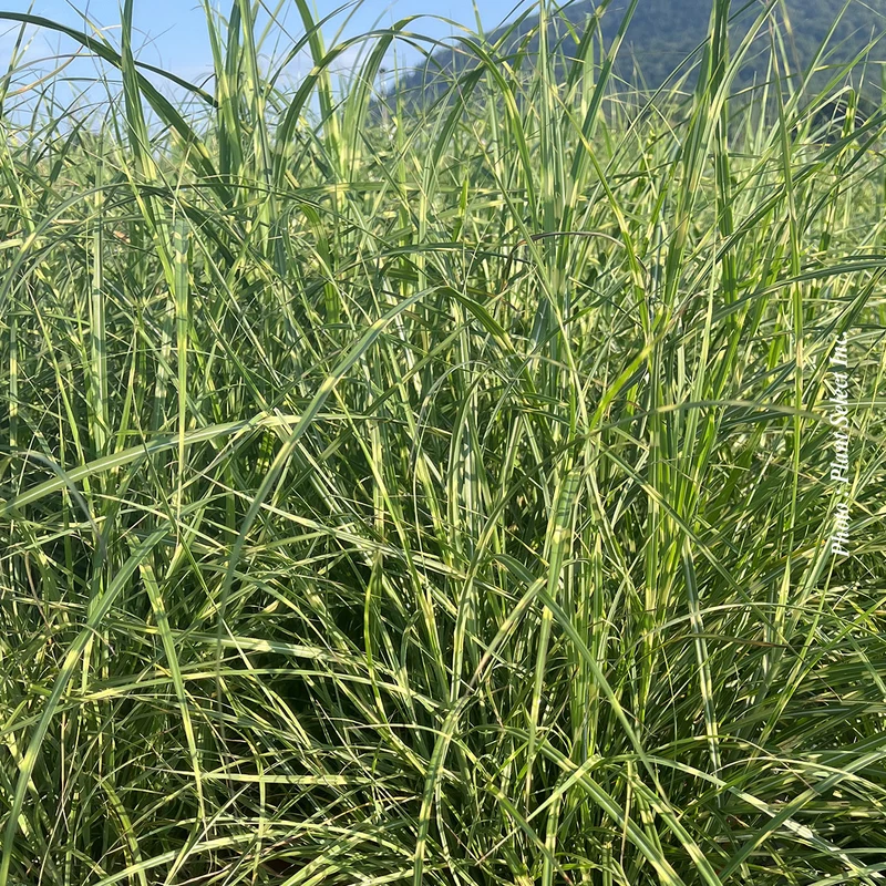 Miscanthus 'Little Zebra' (sin.)