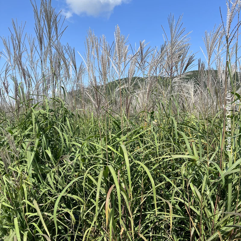 Miscanthus 'Purpurascens' (sin.)