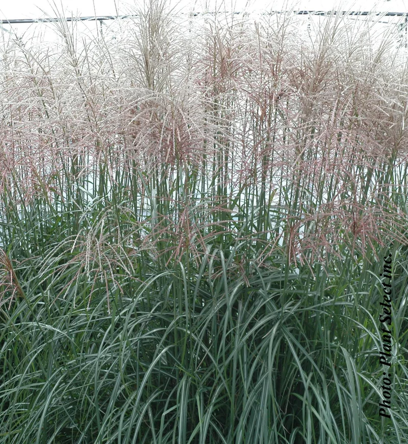 Miscanthus 'Sirene' (sin.)