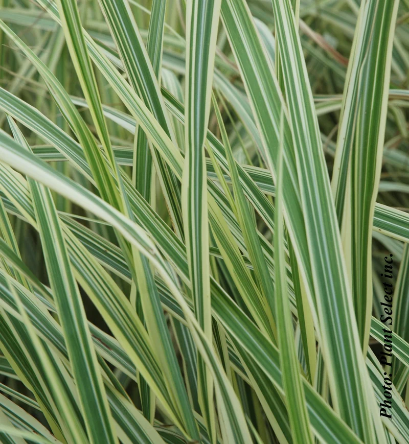 Miscanthus 'Variegatus' (sin.)