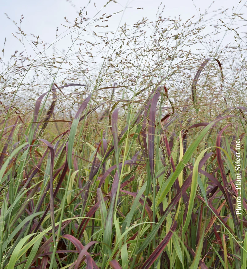Panicum 'Prairie Fire' (vir.)