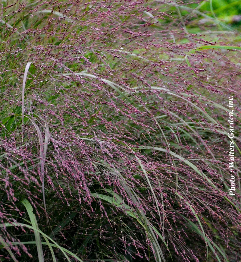 Panicum Prairie Winds® 'Apache Rose'