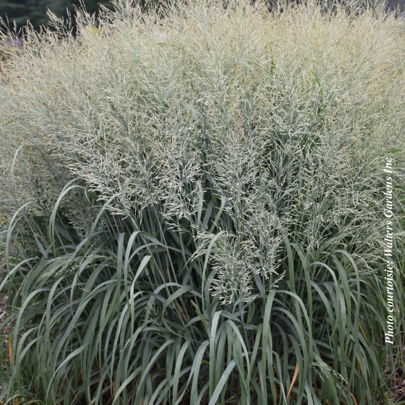 Panicum Prairie Winds® 'Niagara Falls'