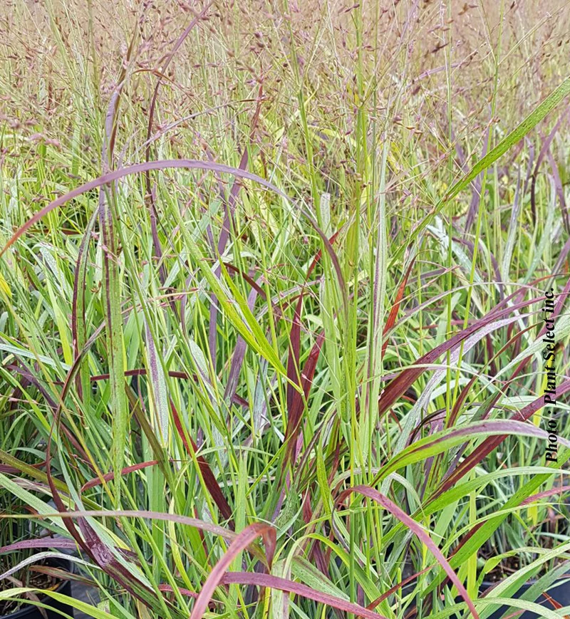 Panicum 'Shenandoah' (vir.)