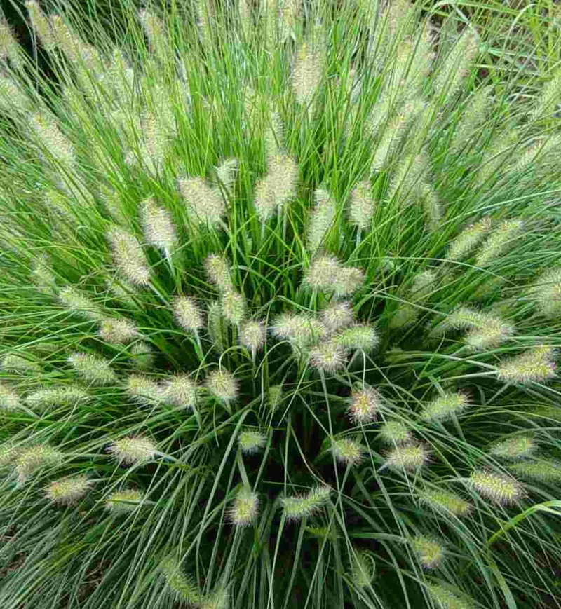 Pennisetum 'Hameln' (alo.)