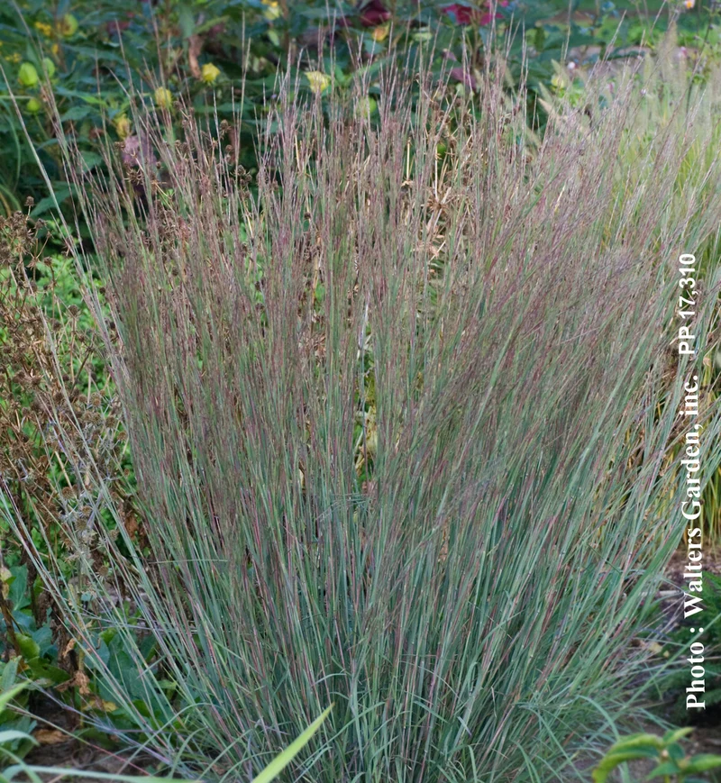 Schizachyrium 'Blue Haven' (sco.)