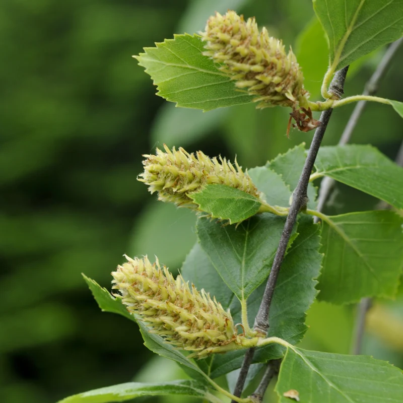 Betula nigra ‘Heritage’