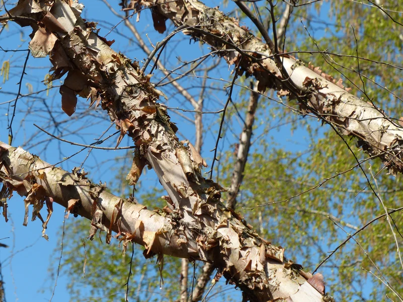 Betula nigra ‘Heritage’
